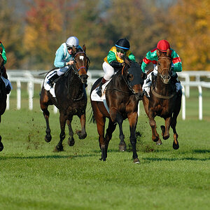 20091101 135432 galopp muenchen