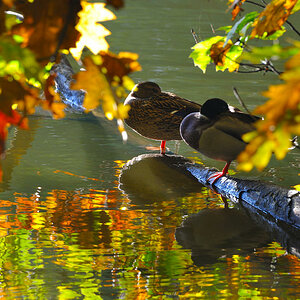 Den Herbst durchstehen
