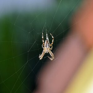 Die Spinne