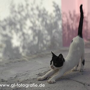 Kleiner Kater