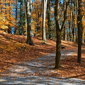 081101 5372b HerbstWald Linz 900