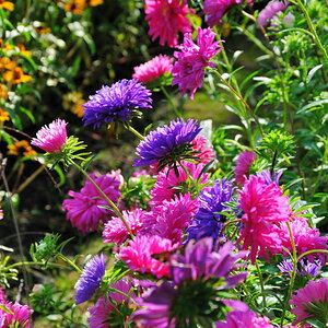 Schulgarten September 2009