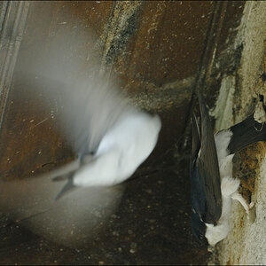 Schwalben Img0141 1
