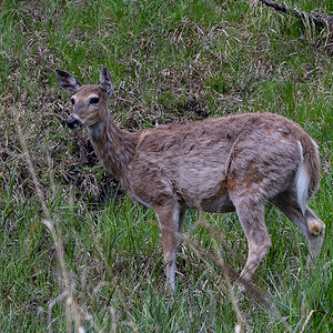 DSC_9335.jpg