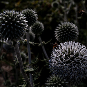Blume.jpg