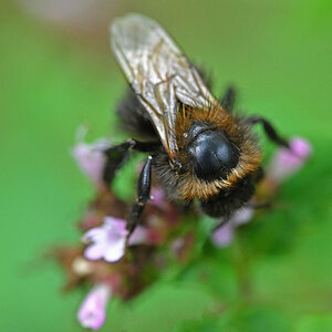 Hummel mit Glatze.jpg