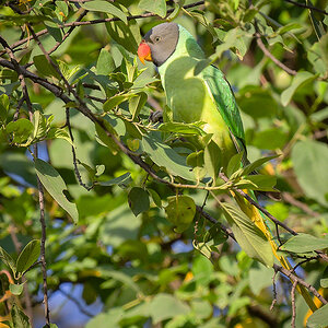 2025-04-05 08 Slaty-headed Parakeet.jpg
