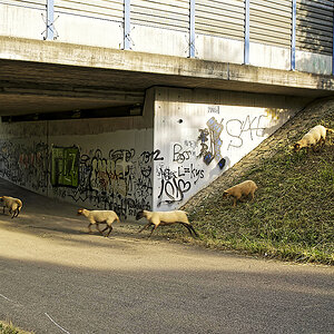 A7R03363_4.jpg