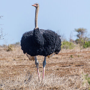 2016-06-07 53 Ostrich.jpg