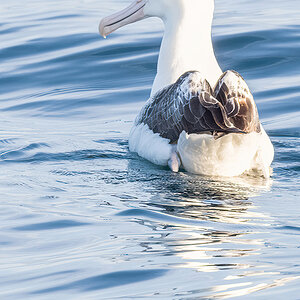 2019-01-04 03 Southern Royal Albatross.jpg