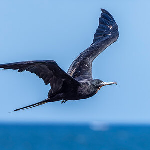 2022-01-16 35 Magnificent Frigatebird in Flight.jpg