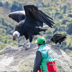 2024-01-10 09 Andean Condor and Black Vulture.jpg