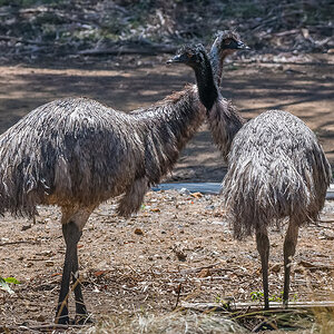 2018-02-04 23 Emus.jpg