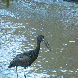 2016-06-09 41 African Openbill.jpg