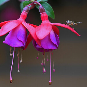 Fuchsie mit Schwebfliege.jpg