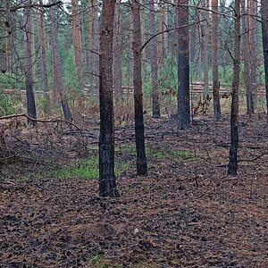 Waldbrand 1.jpg
