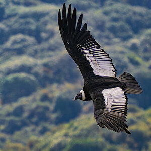 2024-01-10 07 Andean Condor in Flight.jpg