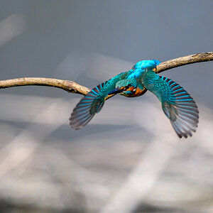 NZ9_8343_Eisi Abflug vom Ast_IA_4_2025.jpg