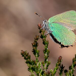 D50_2427_grüner Zipfelfalter IIIBA_5_2107.jpg