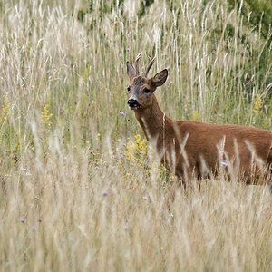 P7102138nikon.jpg