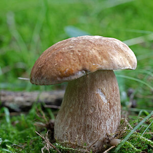 Steinpilz 3.jpg