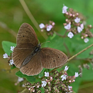 Brauner Waldvogel 2.jpg