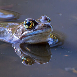 NZ9_1891_erster Frosch__IA3_2024.jpg