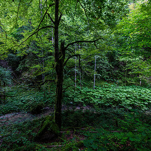 Wald.jpg