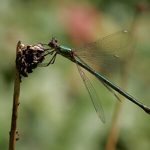 N8104969nikon.jpg