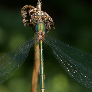 P8106721nikon.jpg