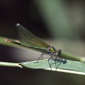 D50_6049 1.jpg