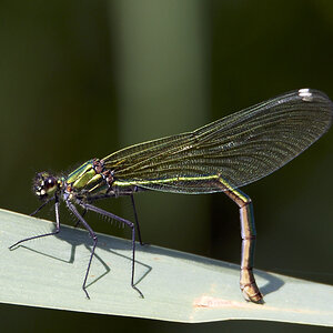 D50_6131 1.jpg