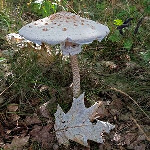 Parasol 2.jpg