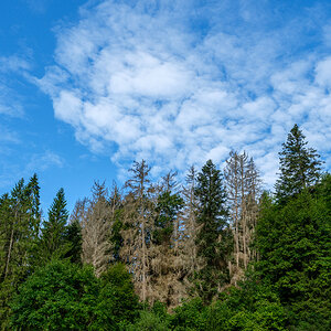 Wald.jpg
