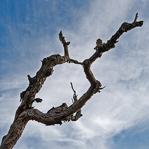 Baum.jpg