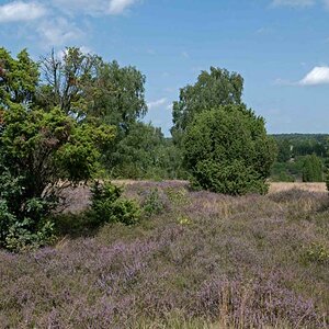 Heideblüte 2.jpg