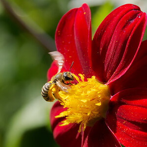 N8175833nikon.jpg
