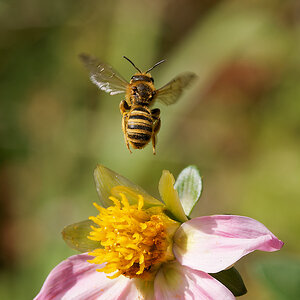 N8175684nikon.jpg