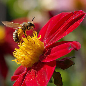 N8175483nikon.jpg