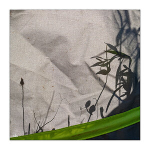 210/365 Birdy – Shadow © 2025 Sabine Lommatzsch