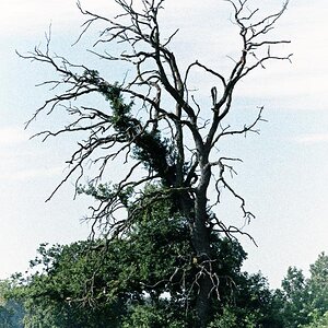 Alte Eiche_3.jpg