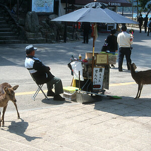 Miyajima, Rehe.jpg