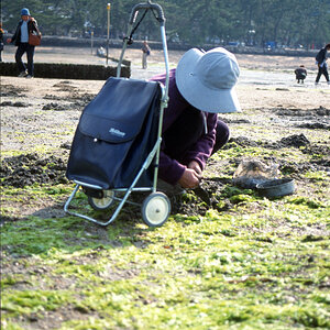 Miyajima, Muschelsucherin.jpg