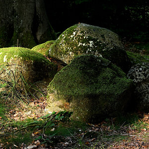 Z50_5581.JPG