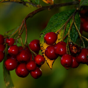 Z50_5779.JPG