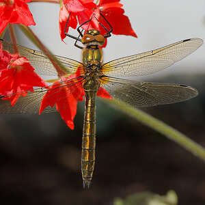 N5197775nikon.jpg