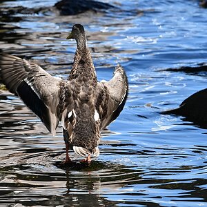 Ente.jpg