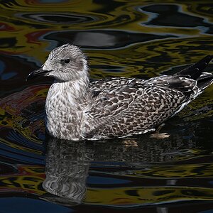 Möwe.jpg
