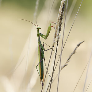 N8266727nikon.jpg