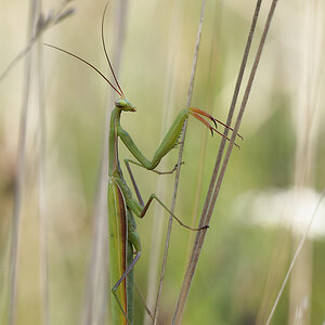 N8266719nikon.jpg